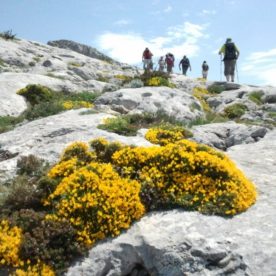 Genets de Lobel sur les crêtes de la Sainte-Baume