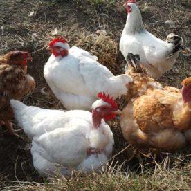 poules du moulin haut