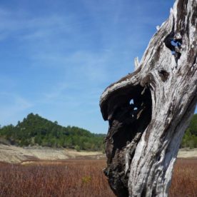 tronc d'arbre fond du lac de Bimont