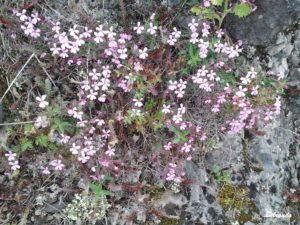 Saponaire officinale Saponaria officinalis