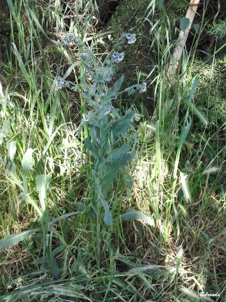 Cynoglosse de Crète Cynoglossum creticum