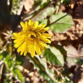 fleur de Crépis de Nîmes. Lat. Crepis sancta. Famille des Astéracées.