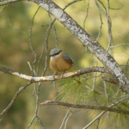 mâle sittelle torchepot